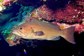 Image result for Mycteroperca interstitialis