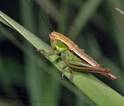 Attēlu rezultāti vaicājumam “Metrioptera roeselii”