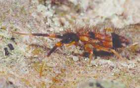 Attēlu rezultāti vaicājumam “Orchesella flavescens”