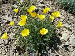 Attēlu rezultāti vaicājumam “Eschscholzia californica flower”