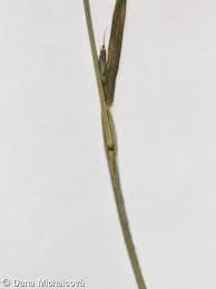 Attēlu rezultāti vaicājumam “Bromus hordeaceus subsp. hordaceus fruit”