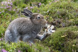 Attēlu rezultāti vaicājumam “Lepus timidus”