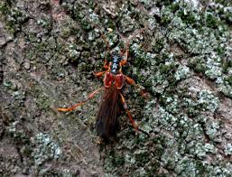 Attēlu rezultāti vaicājumam “Necydalis major”