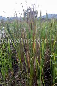Attēlu rezultāti vaicājumam “Typha angustifolia”
