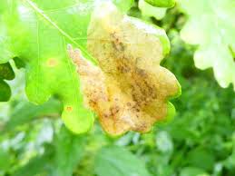Attēlu rezultāti vaicājumam “Licea pygmaea spores”