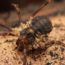 Attēlu rezultāti vaicājumam “Lophopilio palpinalis”