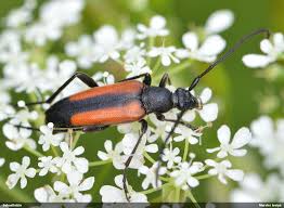 Attēlu rezultāti vaicājumam “Stenurella melanura”
