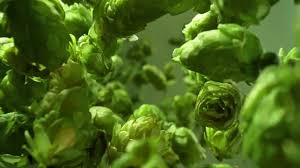 Attēlu rezultāti vaicājumam “Cannabaceae”