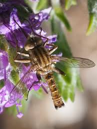 Attēlu rezultāti vaicājumam “Bombyliidae”