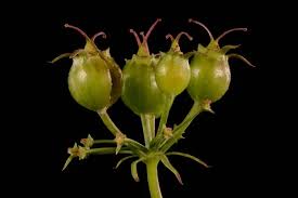 Attēlu rezultāti vaicājumam “Scleranthus perennis bud”