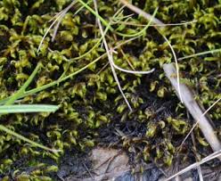 Attēlu rezultāti vaicājumam “Warnstorfia fluitans”