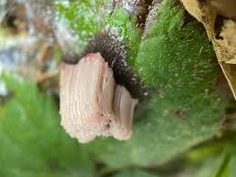 Attēlu rezultāti vaicājumam “Stemonitis herbatica plasmodium”