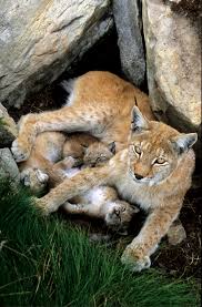 Afbeeldingsresultaat voor lynx