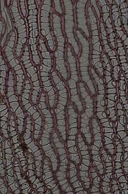 Attēlu rezultāti vaicājumam “Sphagnum rubellum”