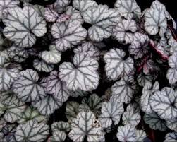 Image result for Heuchera Metallica
