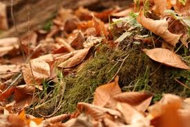 Attēlu rezultāti vaicājumam “Eurhynchium hians”