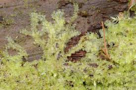 Attēlu rezultāti vaicājumam “Lophocolea minor”