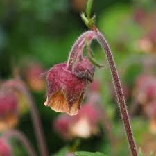 Attēlu rezultāti vaicājumam “Geum rivale bud”