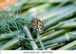 Attēlu rezultāti vaicājumam “Hyles gallii larva”