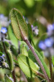 Attēlu rezultāti vaicājumam “Myosotis ramosissima flower”