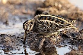 Image result for Lymnocryptes minimus