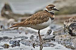 Image result for Charadrius vociferus