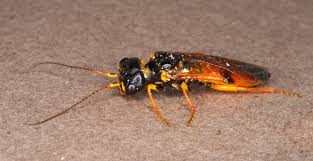 Attēlu rezultāti vaicājumam “Acantholyda erythrocephala”