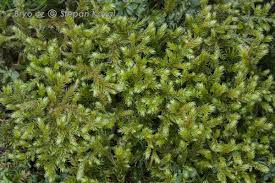 Attēlu rezultāti vaicājumam “Antitrichia curtipendula”