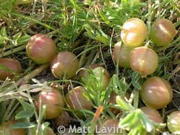 Attēlu rezultāti vaicājumam “Astragalus glycyphyllos fruit”