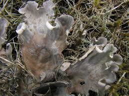 Attēlu rezultāti vaicājumam “Peltigera aphthosa”