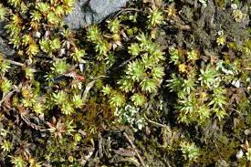 Attēlu rezultāti vaicājumam “Pogonatum urnigerum”