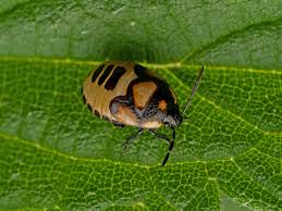 Attēlu rezultāti vaicājumam “Tritomegas bicolor nymph”