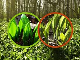 Image result for Bärlauch