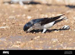 Attēlu rezultāti vaicājumam “Delichon urbicum”