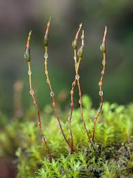Attēlu rezultāti vaicājumam “Barbula unguiculata macro”
