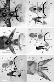 Attēlu rezultāti vaicājumam “Caenolyda reticulata”