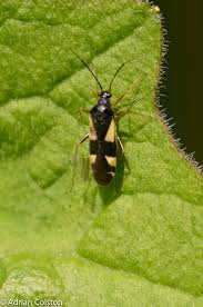 Attēlu rezultāti vaicājumam “Dryophilocoris flavoquadrimaculatus”