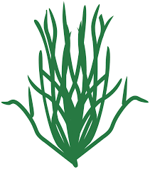 Attēlu rezultāti vaicājumam “Chlorophyta”