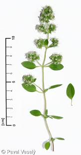 Image result for Origanum majorana