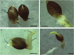 Attēlu rezultāti vaicājumam “Setaria viridis fruit”