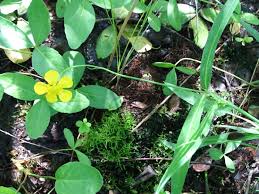 Attēlu rezultāti vaicājumam “Ranunculus lingua leaf”