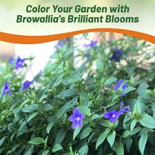 Image result for Browallia speciosa