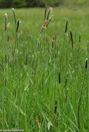 Attēlu rezultāti vaicājumam “Alopecurus pratensis fruit”