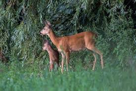 Attēlu rezultāti vaicājumam “Capreolus capreolus”