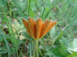 Attēlu rezultāti vaicājumam “Trachyspora intrusa”