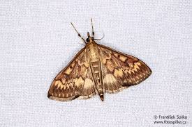 Attēlu rezultāti vaicājumam “Ostrinia nubilalis”