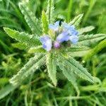 Attēlu rezultāti vaicājumam “Anchusa arvensis leaf”