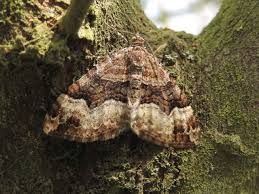 Attēlu rezultāti vaicājumam “Xanthorhoe biriviata”