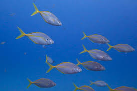 Image result for Pseudocaranx dentex