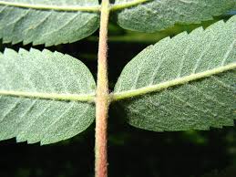 Attēlu rezultāti vaicājumam “Sorbus aucuparia”